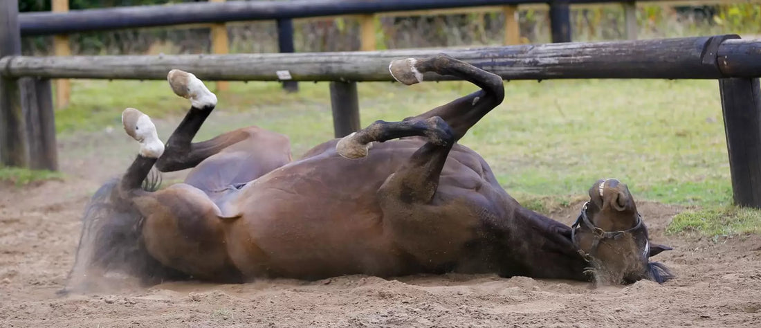 What Are Signs of Colic in Horses?