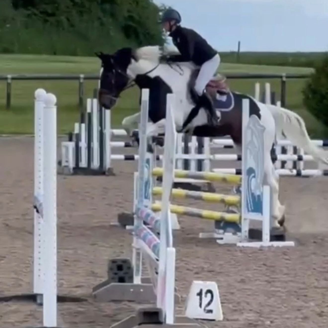 16.2hh Tri-Coloured Gelding All Rounder British Warm Blood
