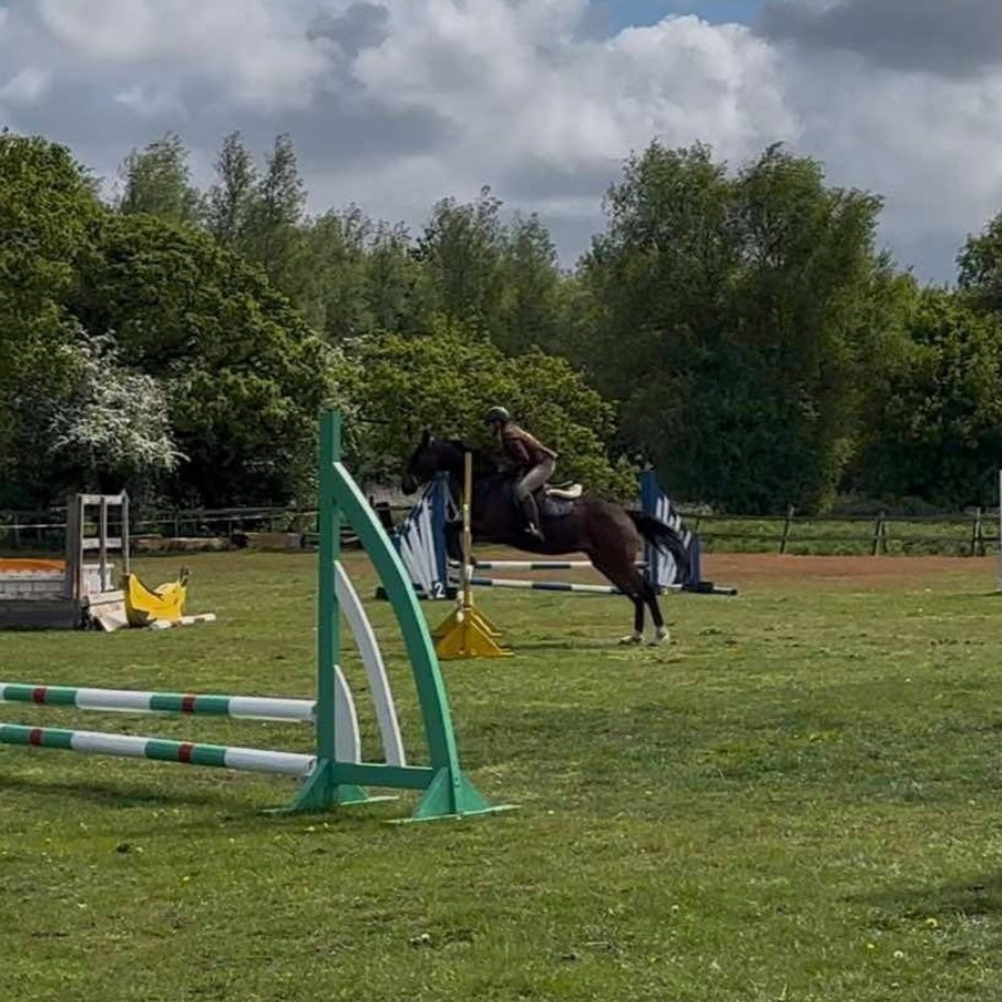 15.1hh Bay Gelding ISH All Rounder