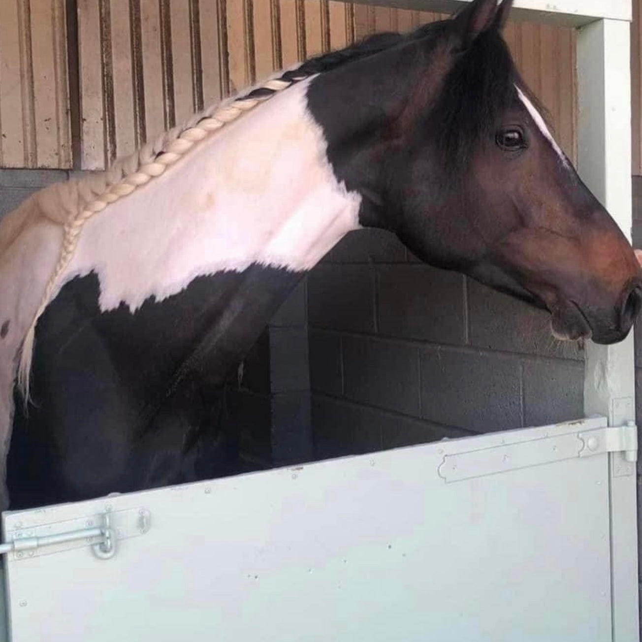 16.2hh Tri-Coloured Gelding All Rounder British Warm Blood
