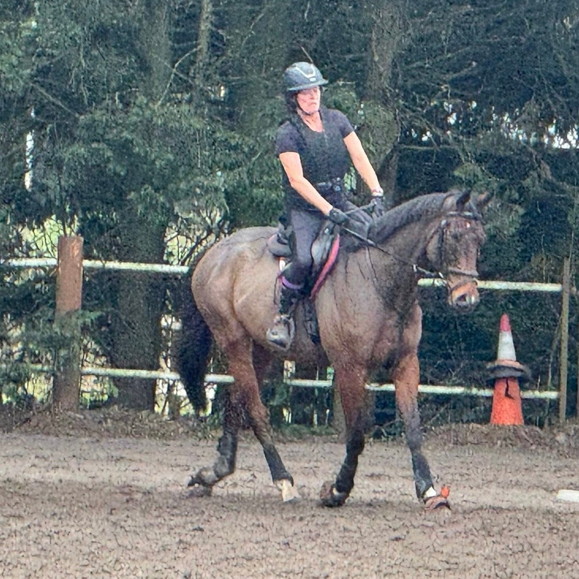 16.1hh Bay Thoroughbred