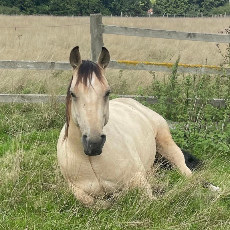 Denver - 14.2hh Buckskin Gelding All Rounder