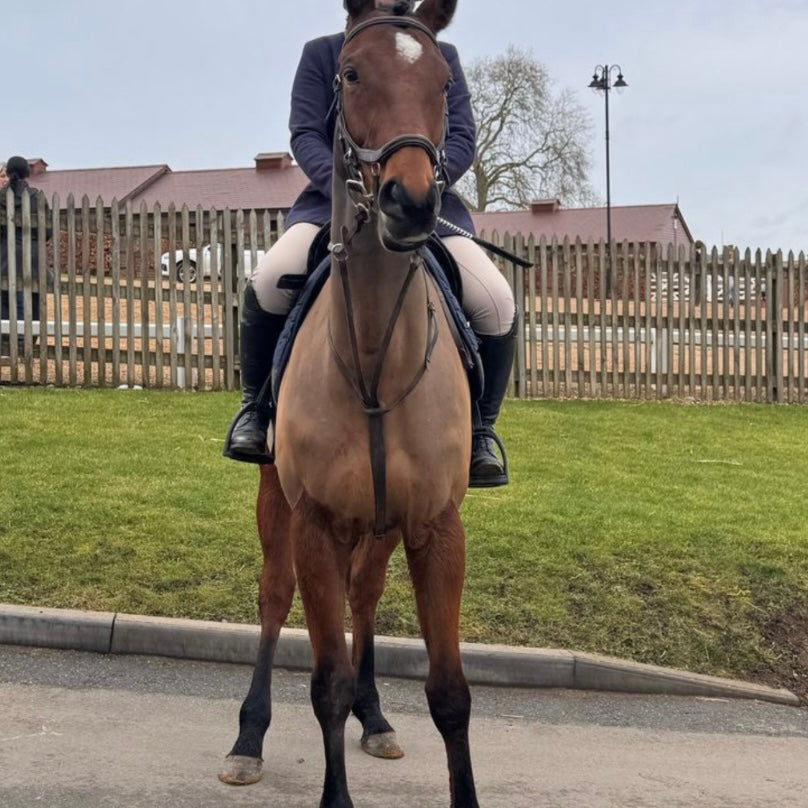 16.2hh Thoroughbred Bay Gelding Ex Racehorse