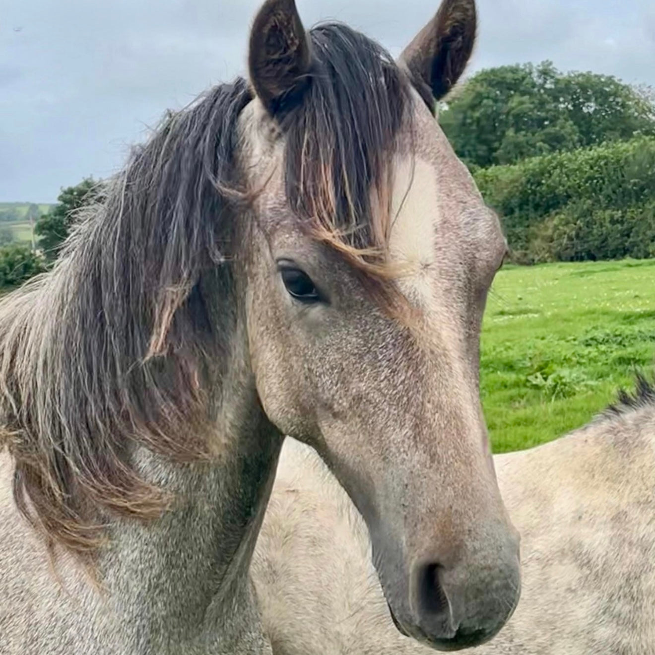 14.2hh Welsh Section D Gelding Foal