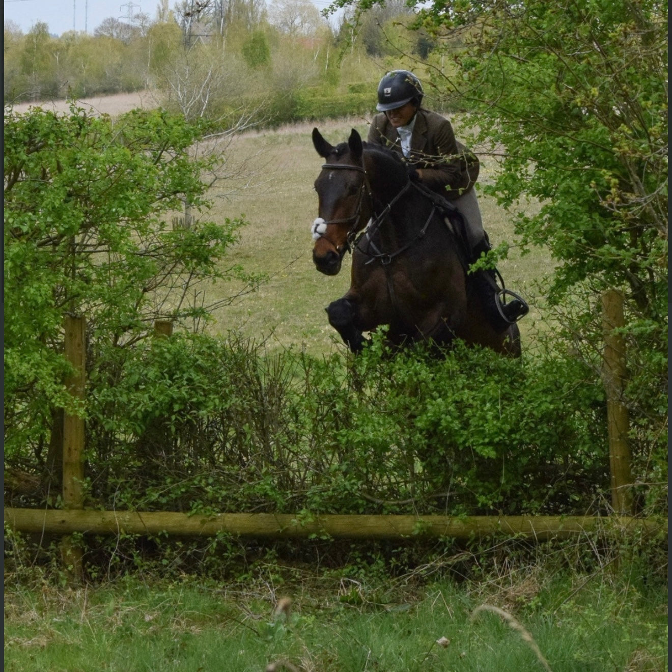 16.2hh ISH Bay Gelding All Rounder