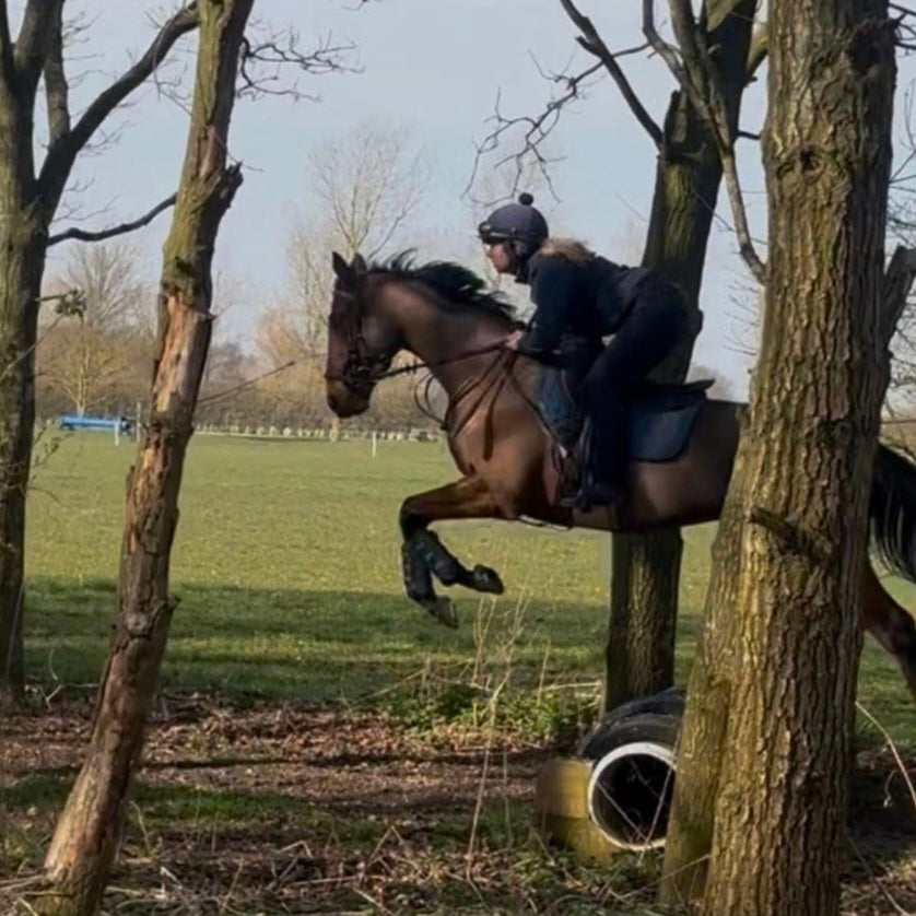 16.2hh Thoroughbred Bay Gelding Ex Racehorse