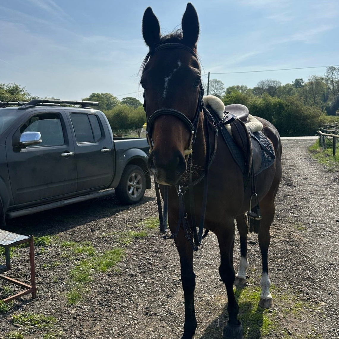 15.1hh Bay Gelding ISH All Rounder