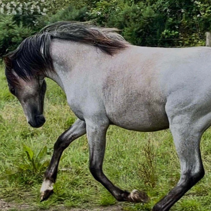 14.2hh Welsh Section D Gelding Foal