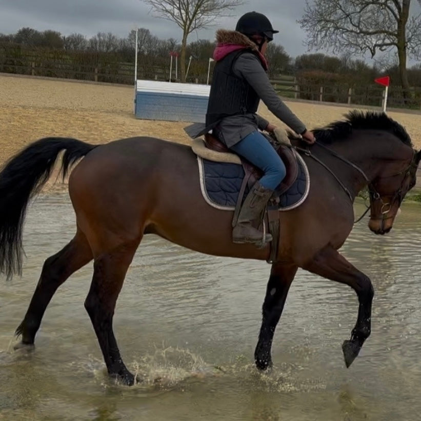 16.2hh ISH Bay Gelding All Rounder