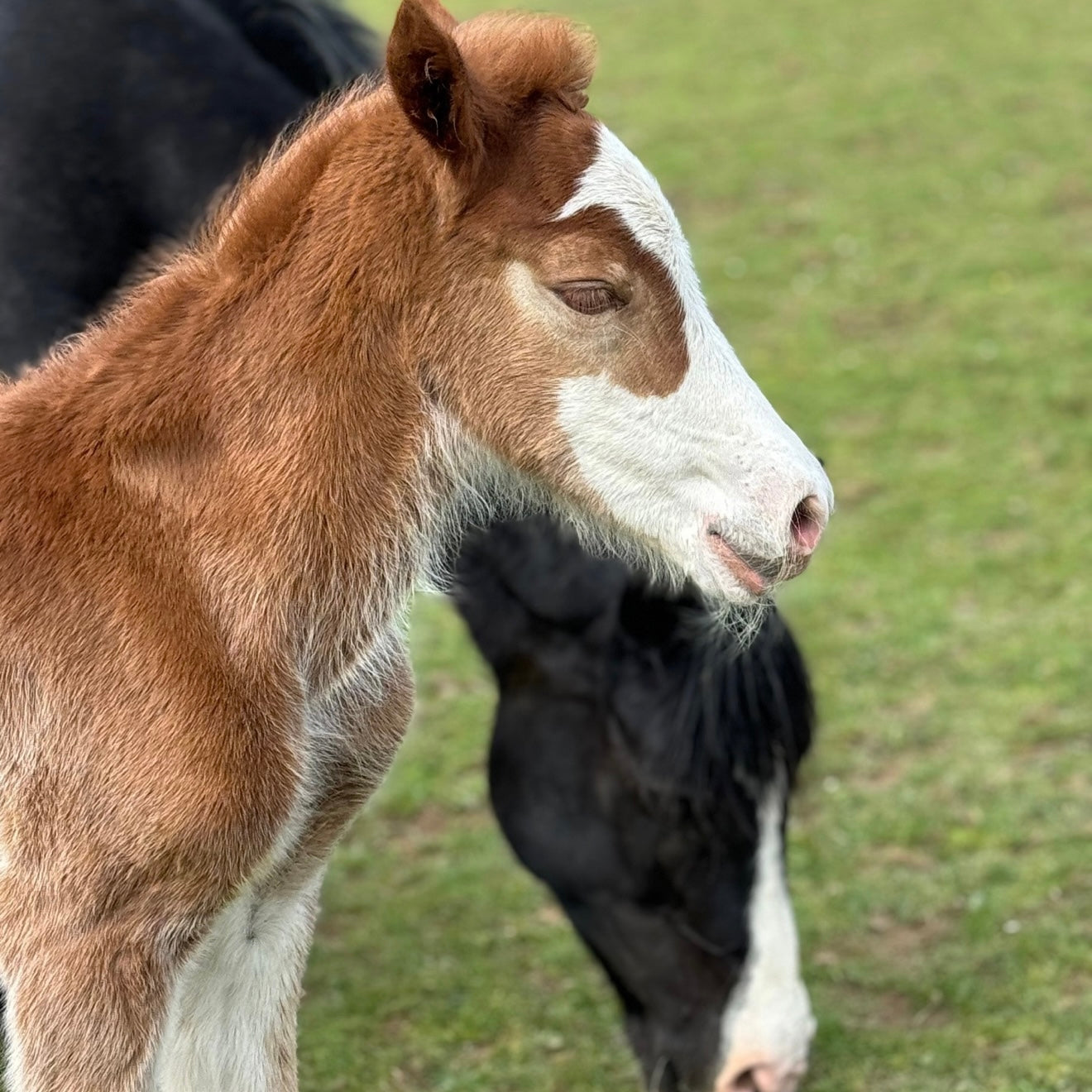 Filly Youngstock/Foal