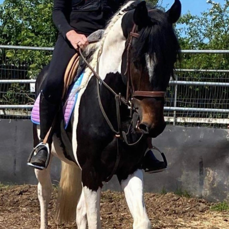 16.2hh Tri-Coloured Gelding All Rounder British Warm Blood