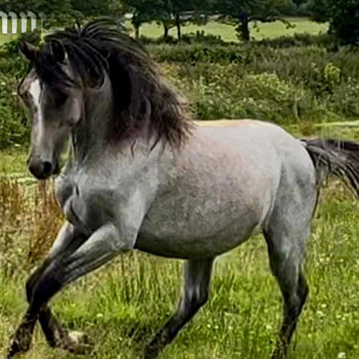 14.2hh Welsh Section D Gelding Foal