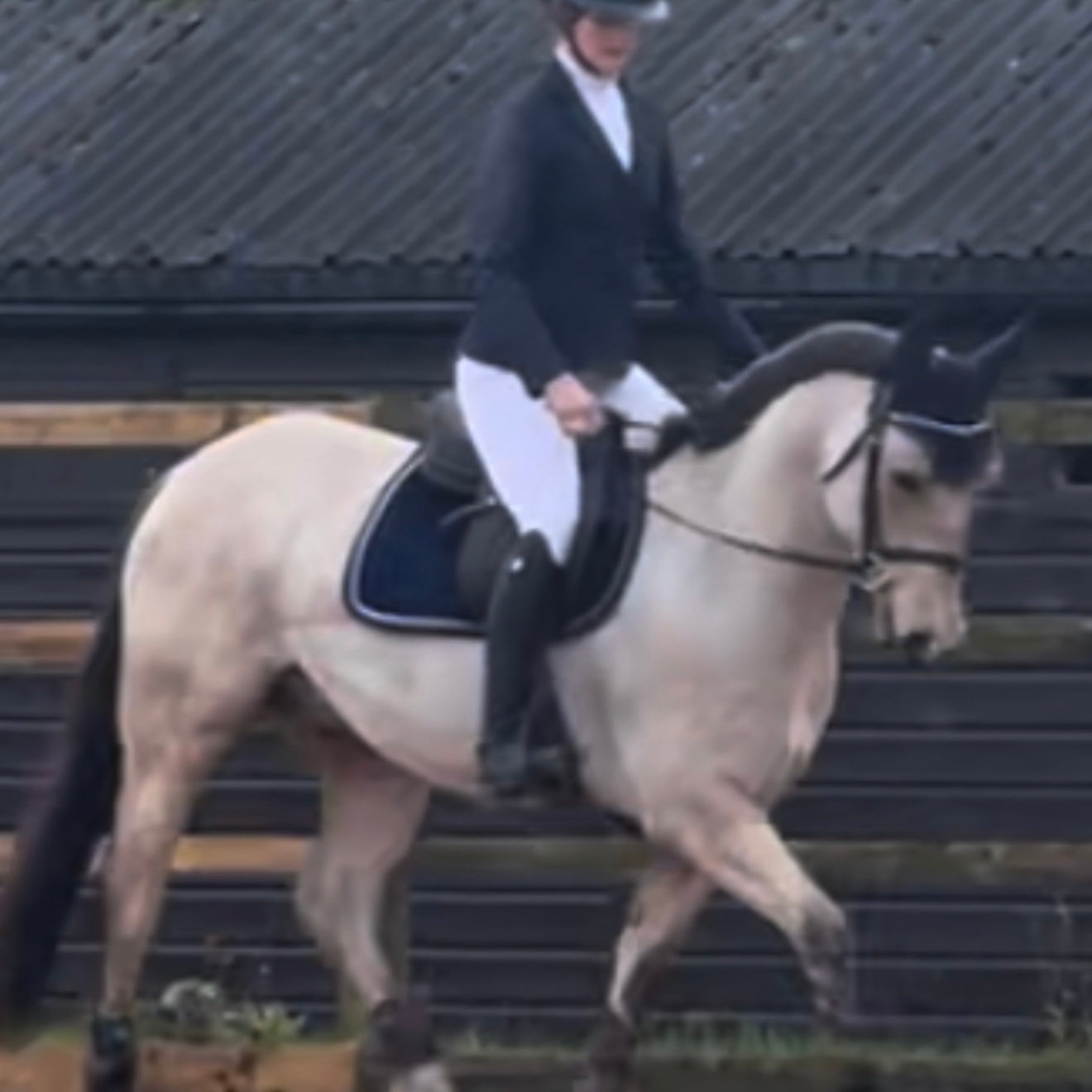 Denver - 14.2hh Buckskin Gelding All Rounder