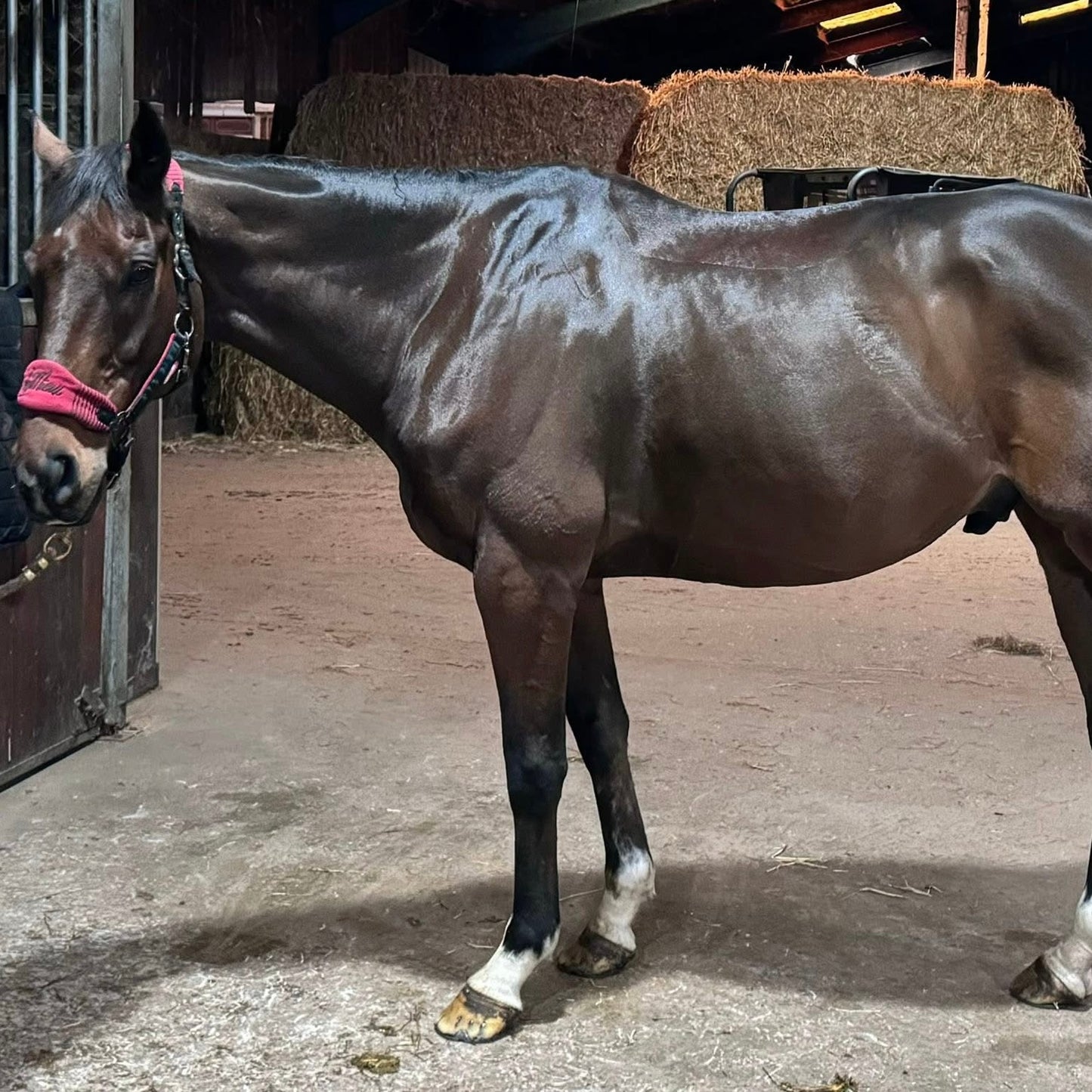 16.1hh Bay Thoroughbred