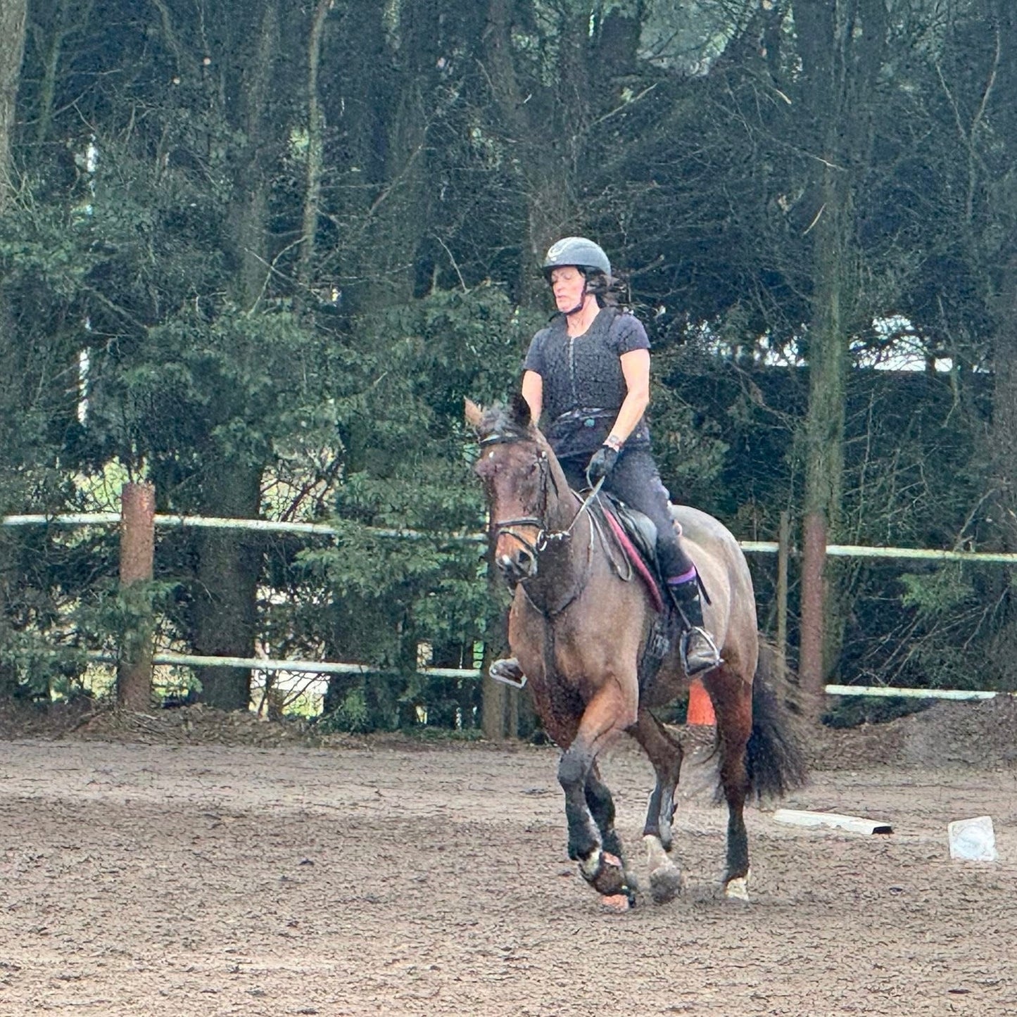 16.1hh Bay Thoroughbred