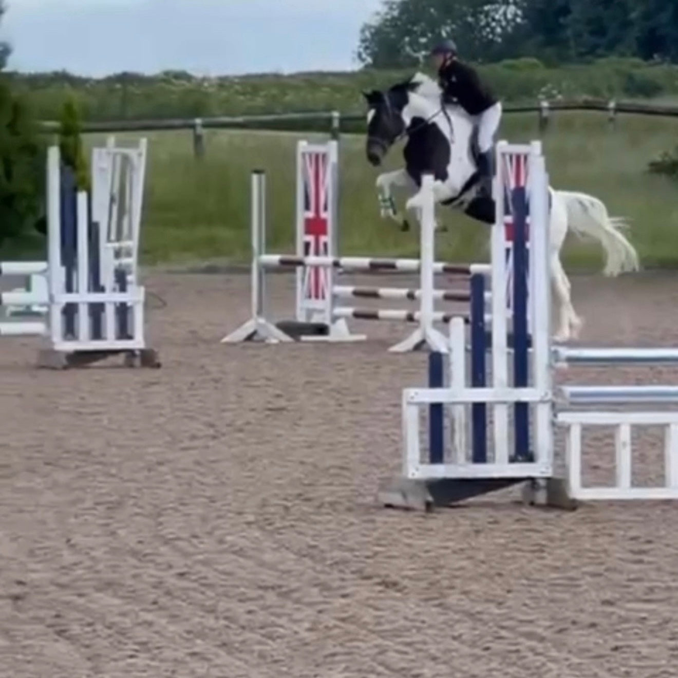 16.2hh Tri-Coloured Gelding All Rounder British Warm Blood