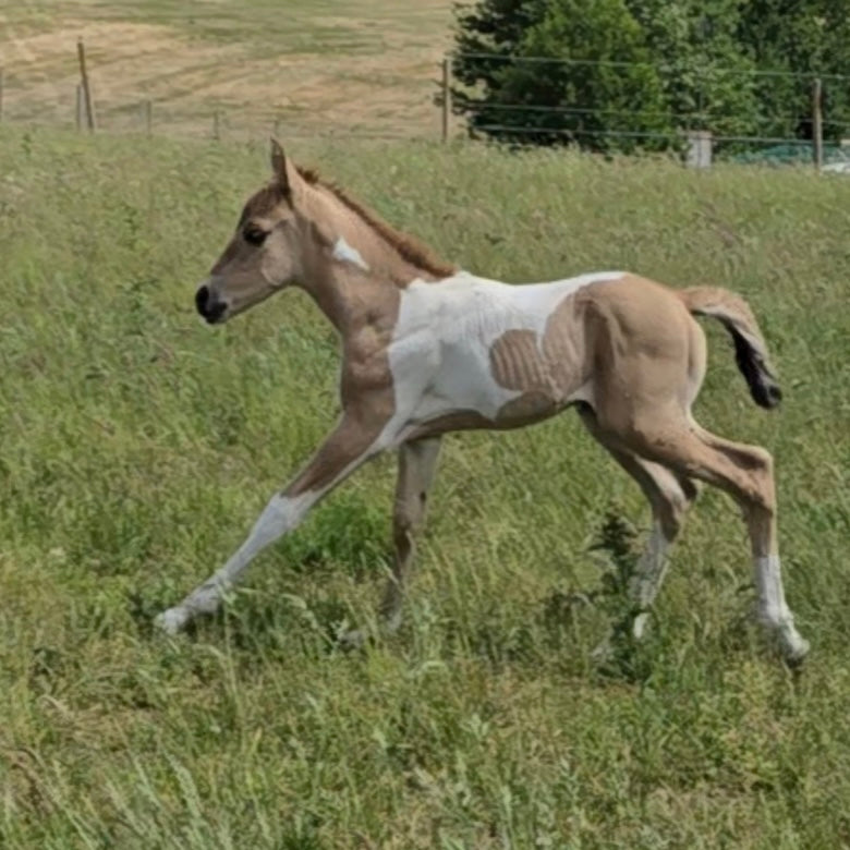 JJ Sweet Chex Dunit" Tobiano Filly Youngstock/Foal