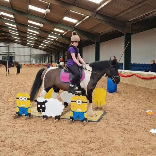 13.1hh Cob x Second Pony