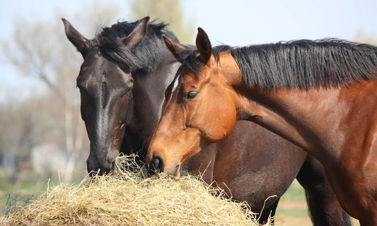 What Should I Feed My Horse? A Complete Guide