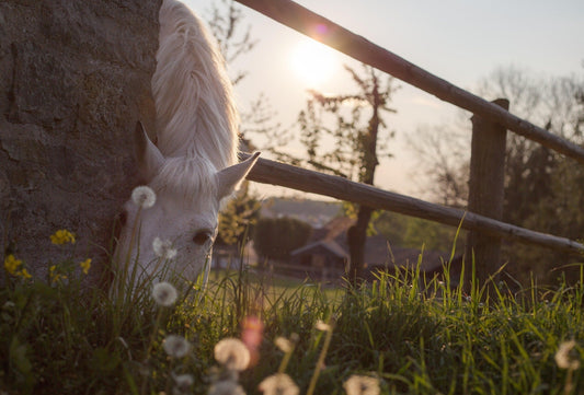 The Ultimate Guide to Horse Maintenance