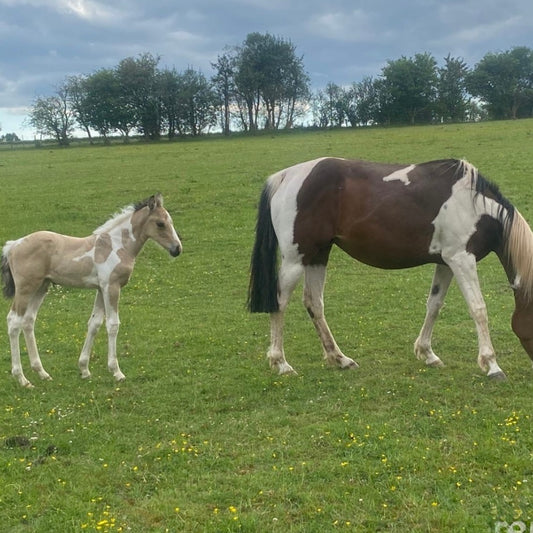 Buckskin Riding Pony X Warmblood Foal