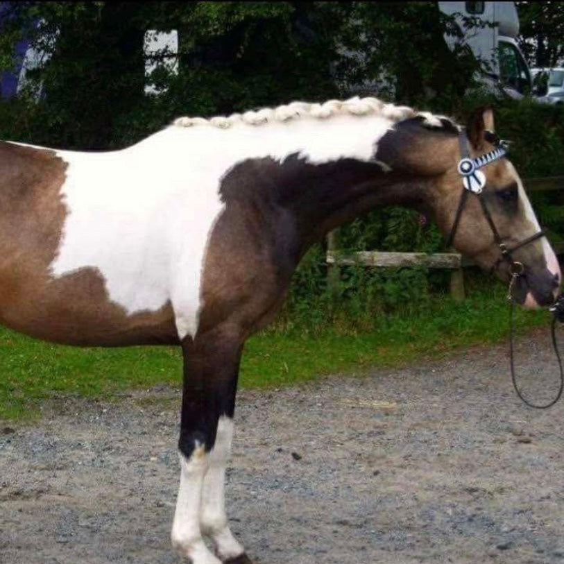 Buckskin Riding Pony X Warmblood Foal
