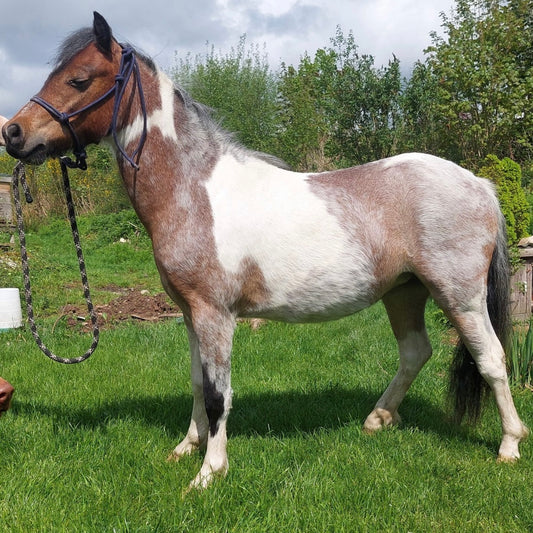 11.1hh Tri-Coloured Filly