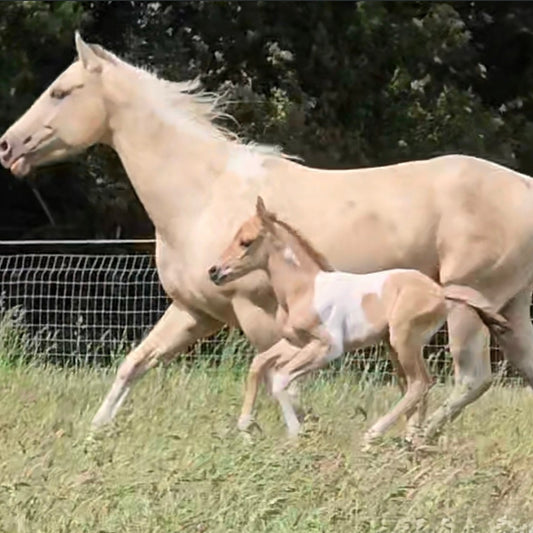 JJ Sweet Chex Dunit" Tobiano Filly Youngstock/Foal