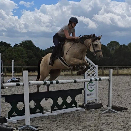 Denver - 14.2hh Buckskin Gelding All Rounder