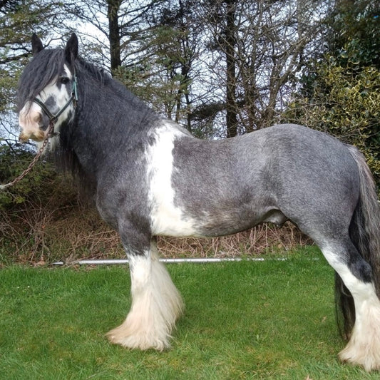 15.2hh Blue Roan Stallion Cob