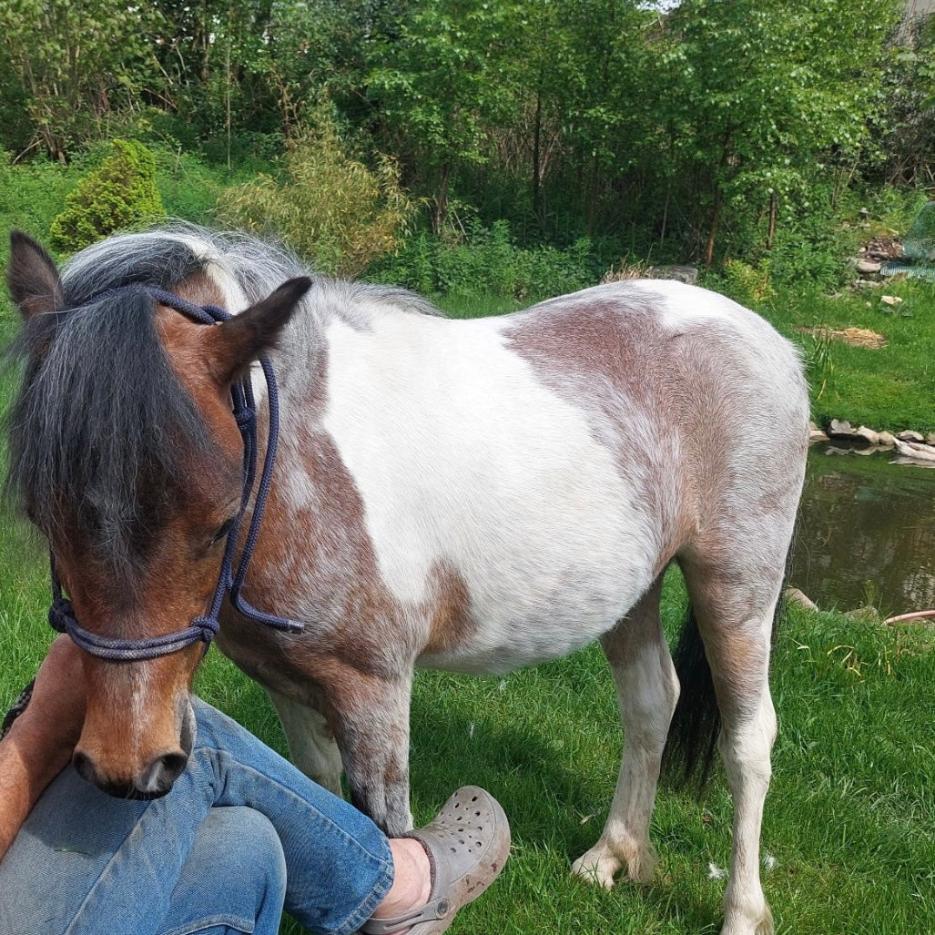 11.1hh Tri-Coloured Filly