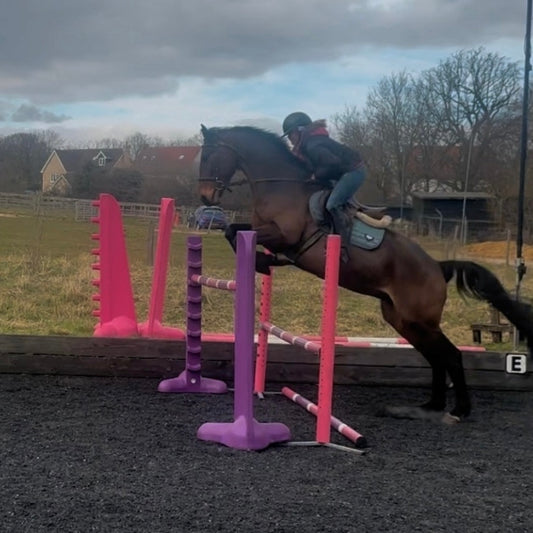 16.2hh ISH Bay Gelding All Rounder