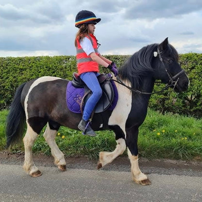 13.1hh Cob x Second Pony
