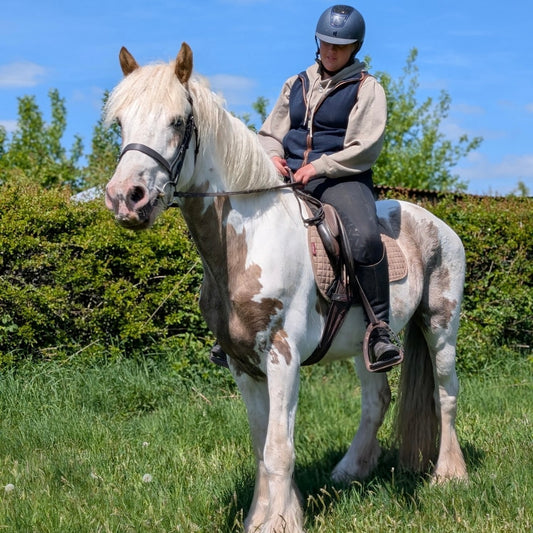 14.2hh COB Gelding All Rounder
