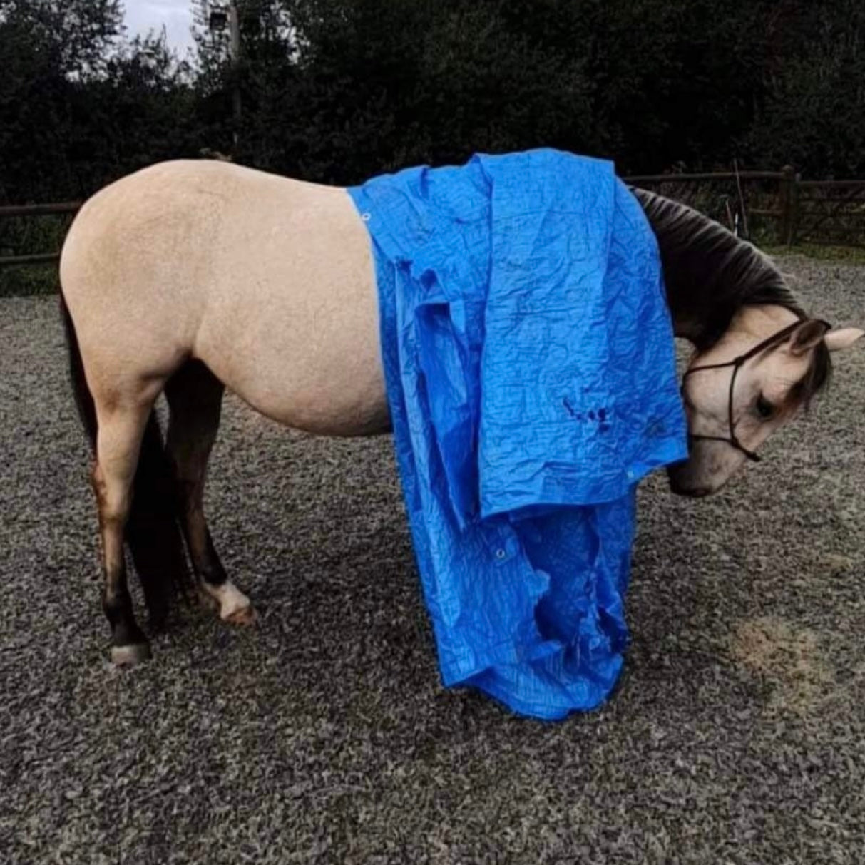 Denver - 14.2hh Buckskin Gelding All Rounder