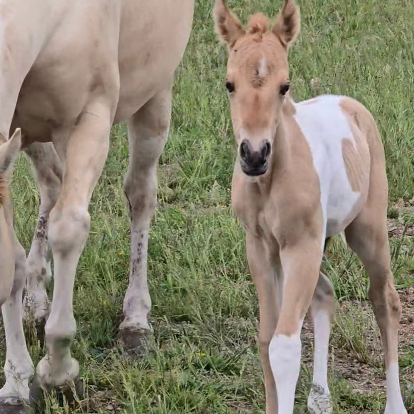 JJ Sweet Chex Dunit" Tobiano Filly Youngstock/Foal