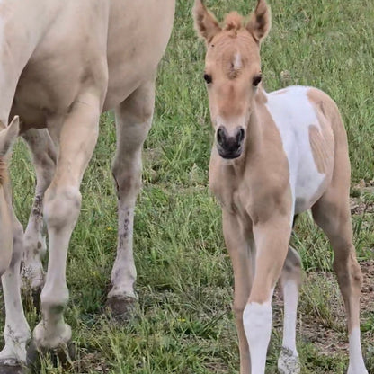 JJ Sweet Chex Dunit" Tobiano Filly Youngstock/Foal