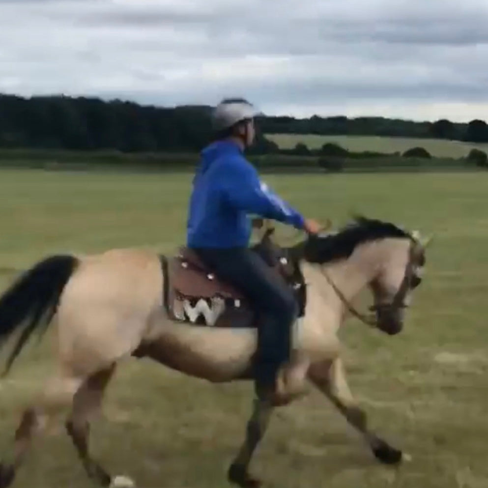 Denver - 14.2hh Buckskin Gelding All Rounder
