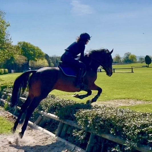 15.3hh Bay Mare Thoroughbred Eventer