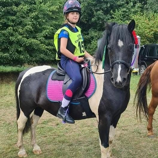 13.1hh Cob x Second Pony