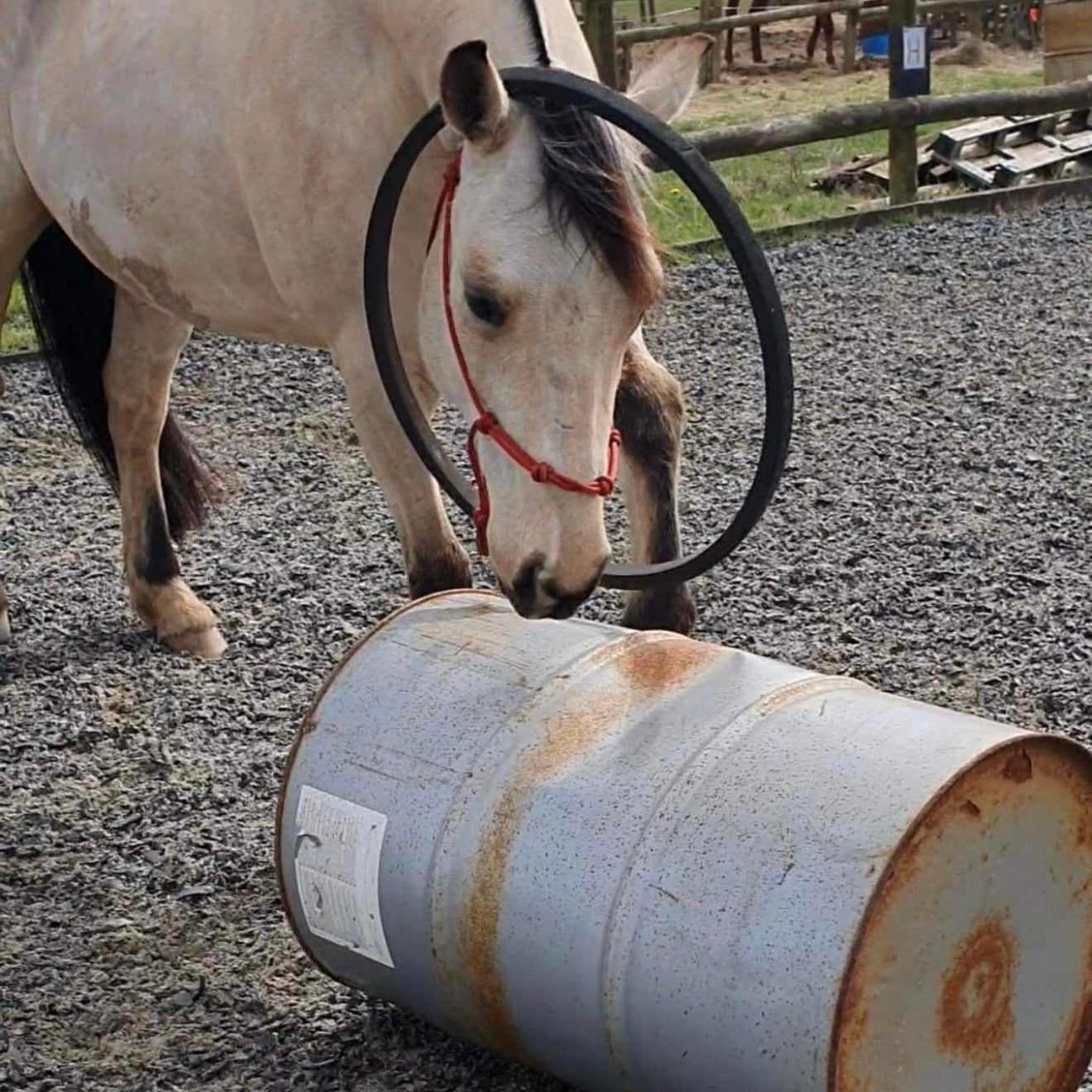 Denver - 14.2hh Buckskin Gelding All Rounder