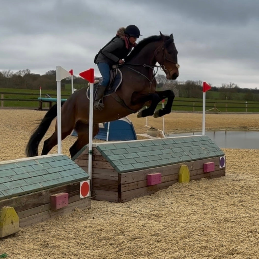16.2hh ISH Bay Gelding All Rounder