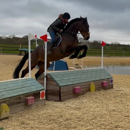 16.2hh ISH Bay Gelding All Rounder