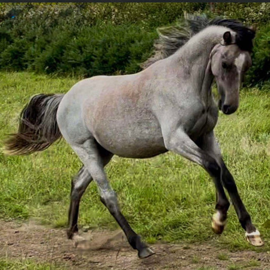 14.2hh Welsh Section D Gelding Foal