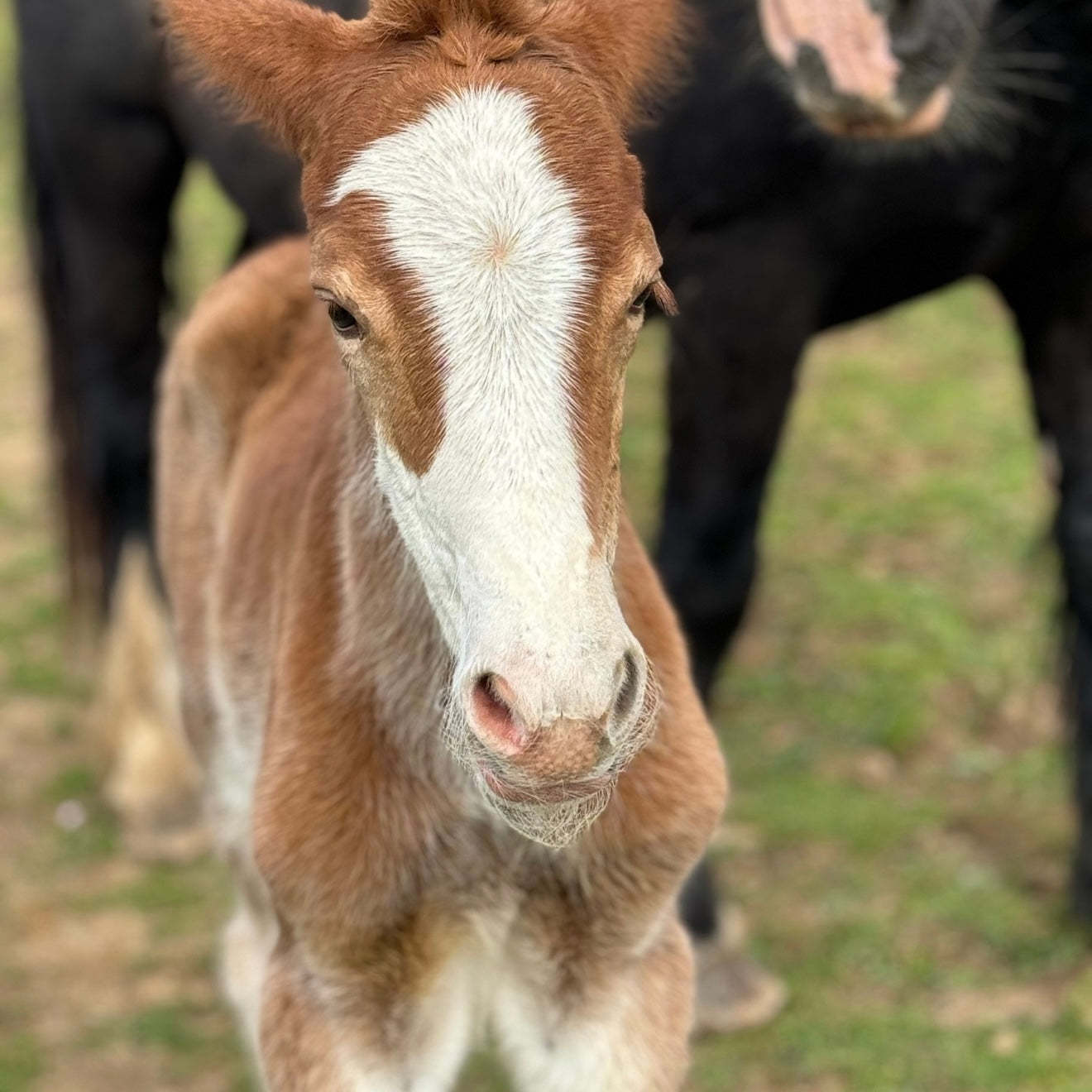 Filly Youngstock/Foal