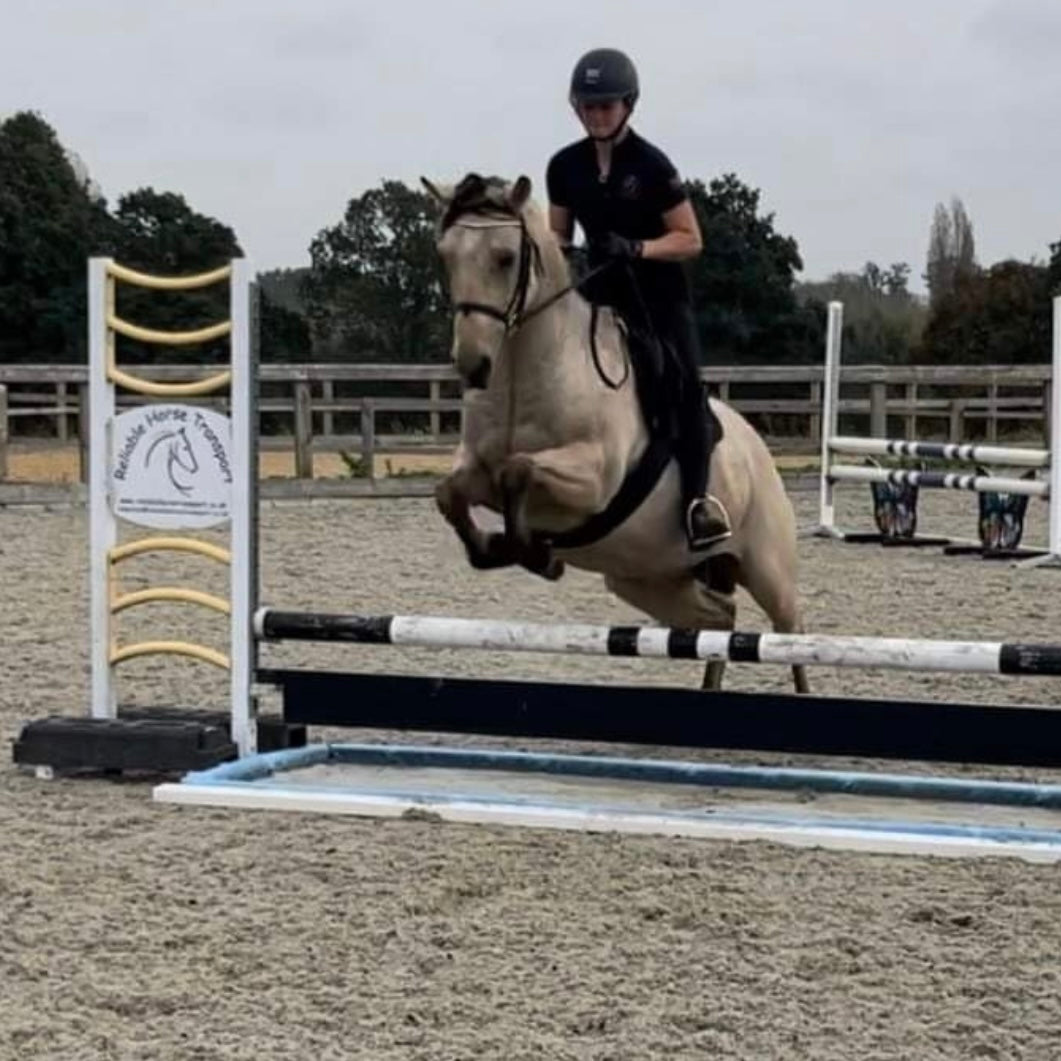 Denver - 14.2hh Buckskin Gelding All Rounder