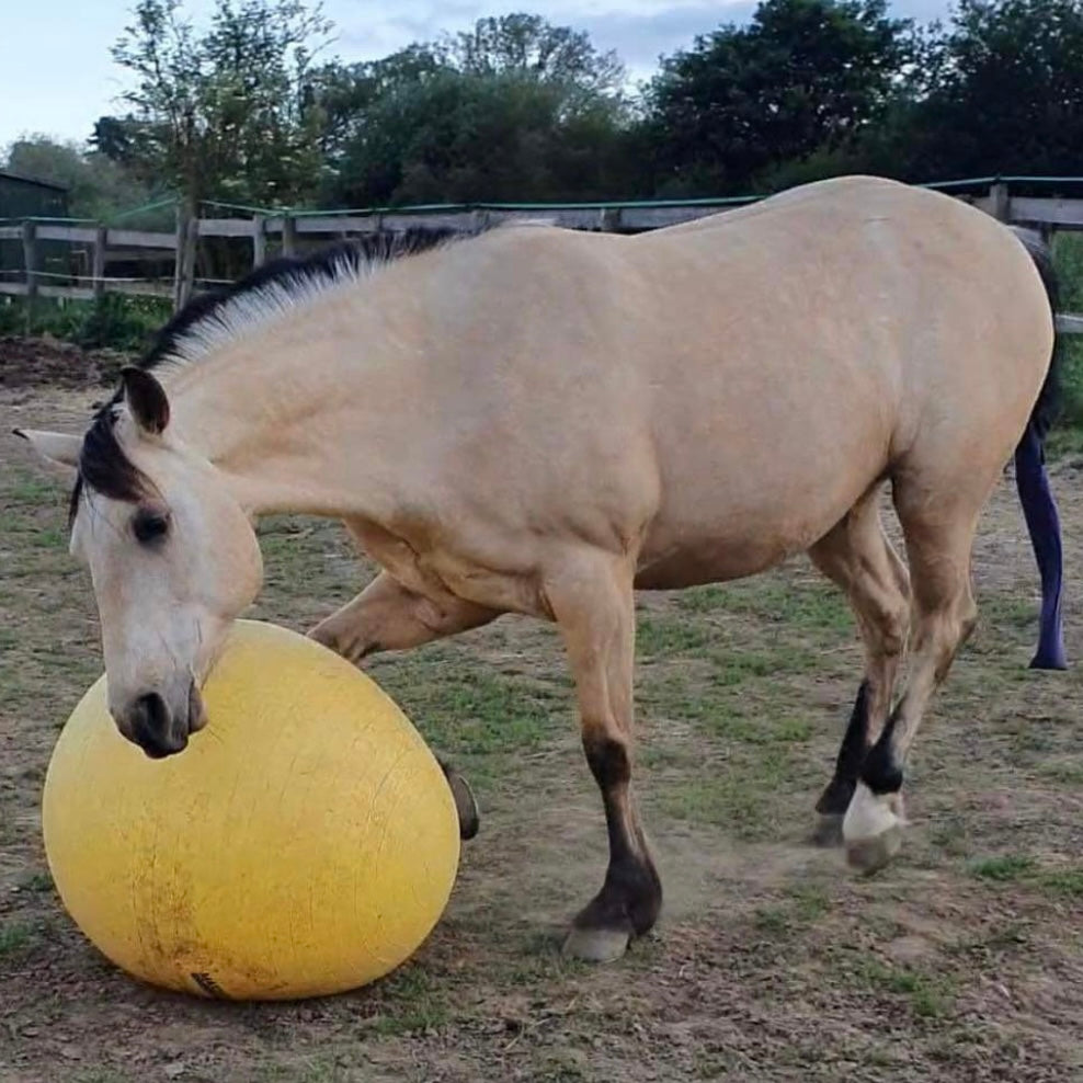 Denver - 14.2hh Buckskin Gelding All Rounder