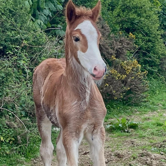 Filly Youngstock/Foal