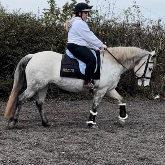 14.1 Connemara All Rounder Mare