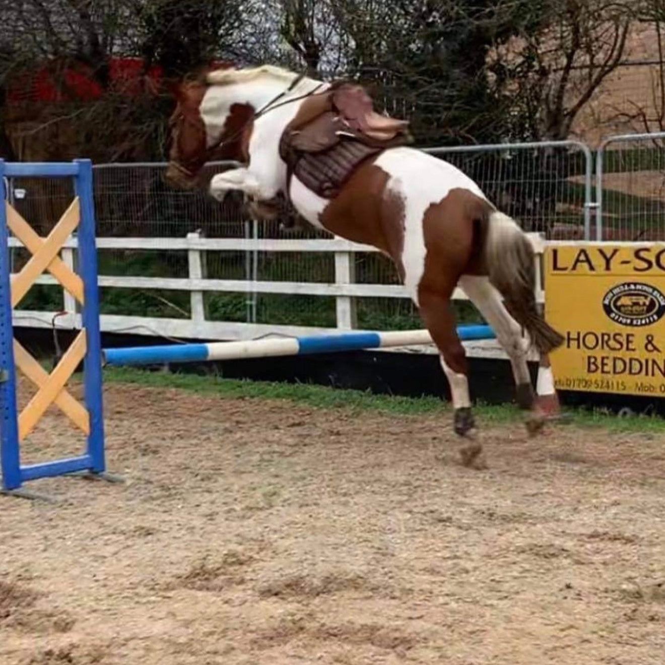 16.2hh Tri-Coloured Gelding All Rounder British Warm Blood
